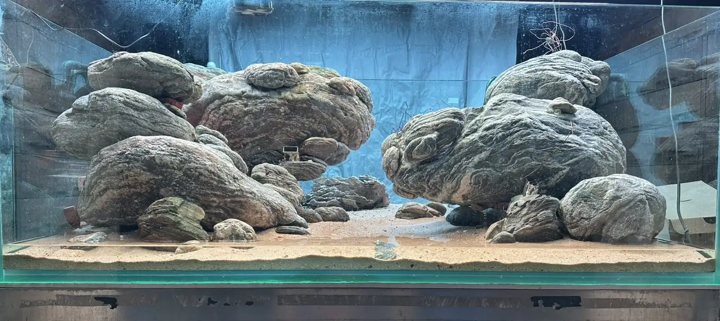 Aquascaping steps - Connecting - IAPLC 2025 Honor Prize - Long Tran Hoang / Vietnam